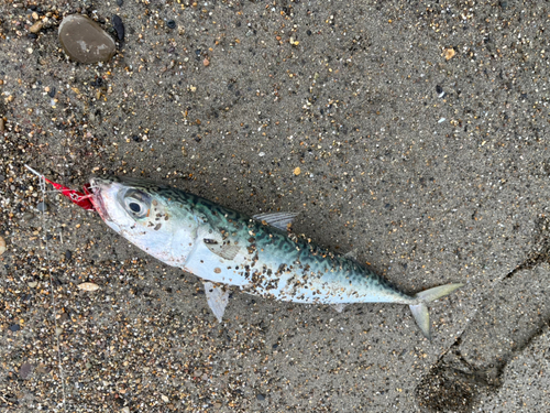 サバの釣果