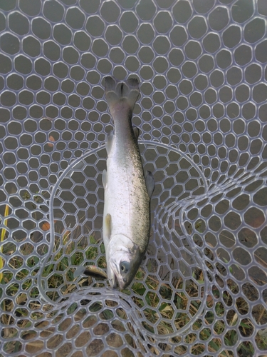 ニジマスの釣果