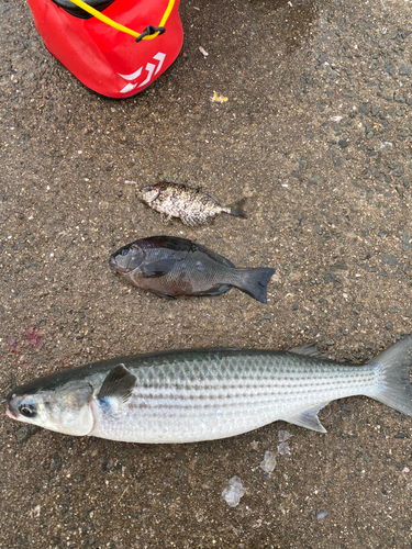 グレの釣果