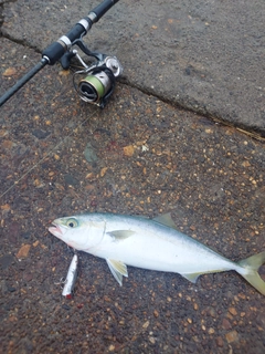 ヤズの釣果