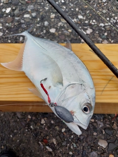 メッキの釣果