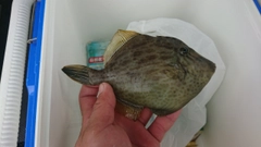 カワハギの釣果