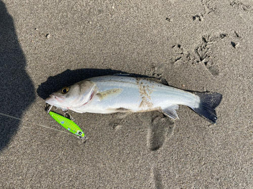 セイゴ（マルスズキ）の釣果