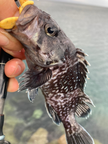 マゾイの釣果