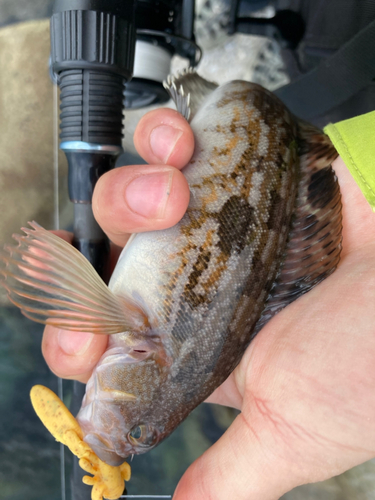 アイナメの釣果