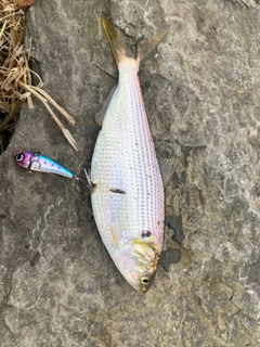 コノシロの釣果