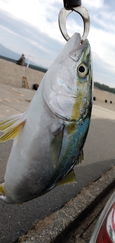 イナダの釣果