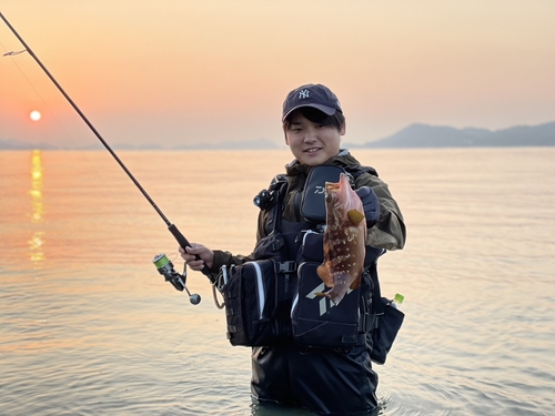 アコウの釣果