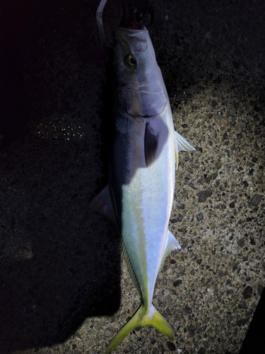 ハマチの釣果