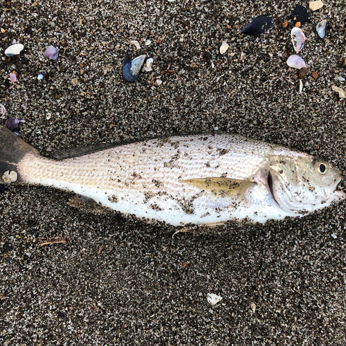 イシモチの釣果