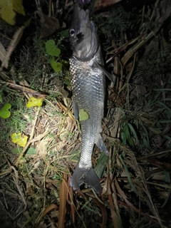 ニゴイの釣果