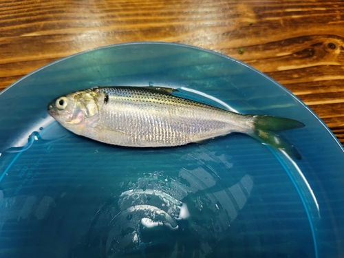 コノシロの釣果