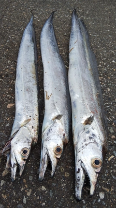 タチウオの釣果