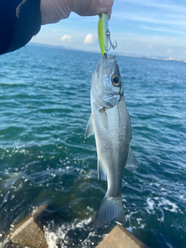 ヒラスズキの釣果