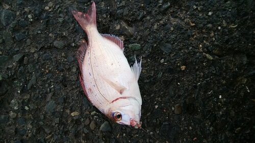 チャリコの釣果