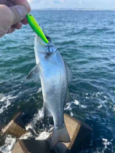 ヒラスズキの釣果