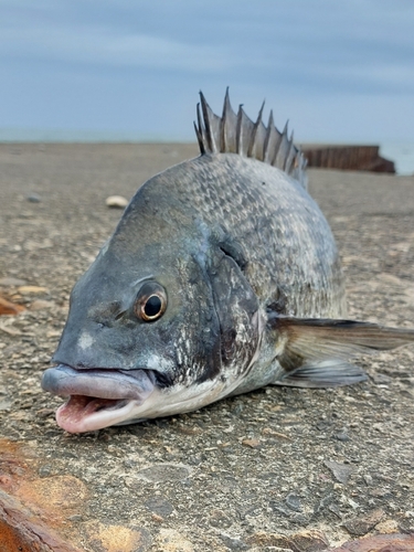 チヌの釣果