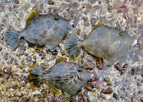 カワハギの釣果