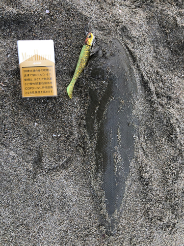 シタビラメの釣果