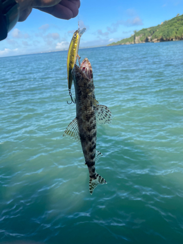 エソの釣果