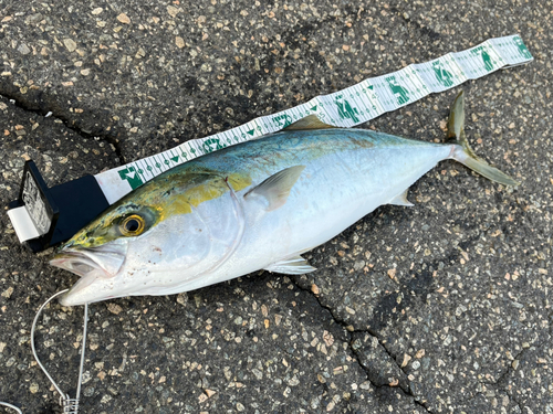 メジロの釣果