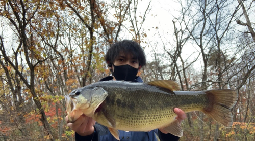 ラージマウスバスの釣果