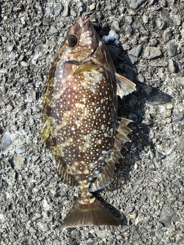 アイゴの釣果