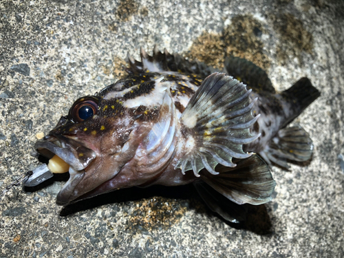 オウゴンムラソイの釣果