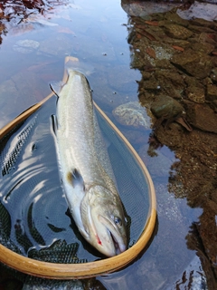 ニッコウイワナの釣果