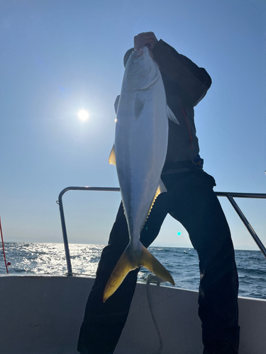 ブリの釣果