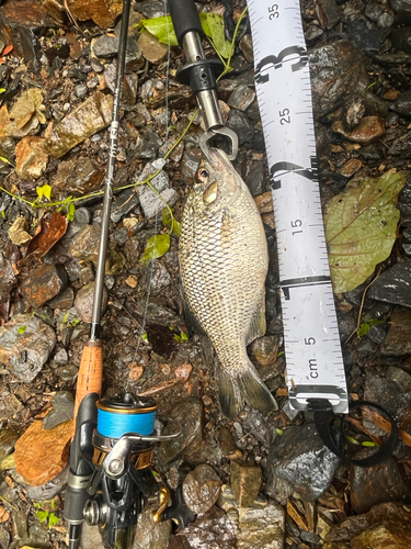 オオクチユゴイの釣果