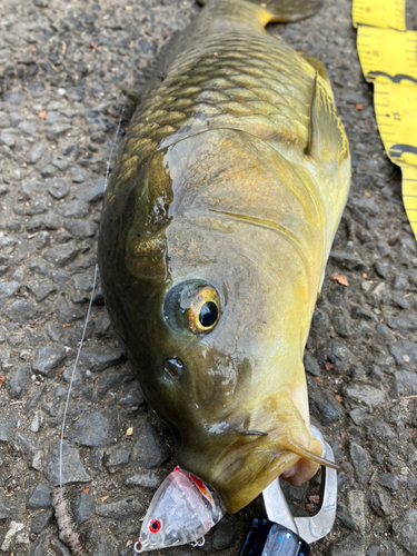 コイの釣果