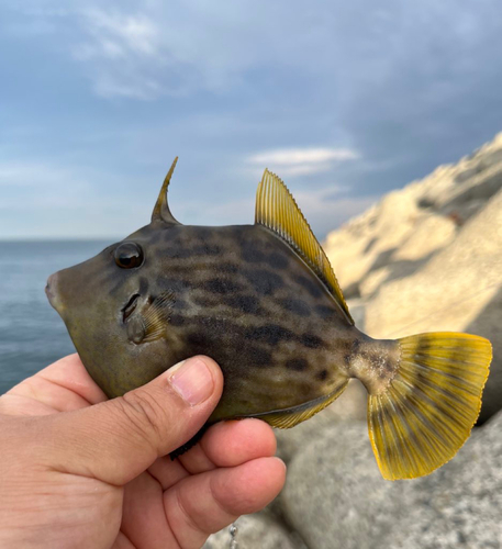 カワハギの釣果