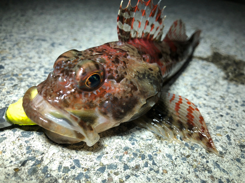 ニジカジカの釣果