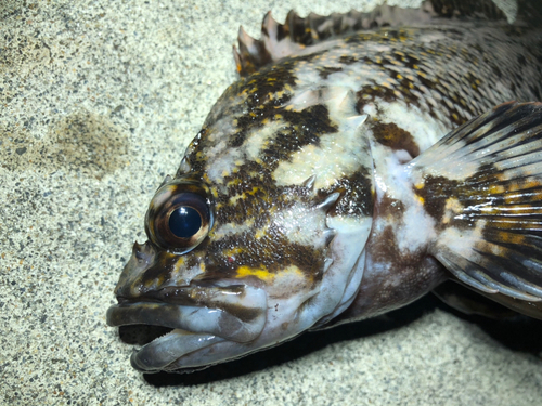 オウゴンムラソイの釣果