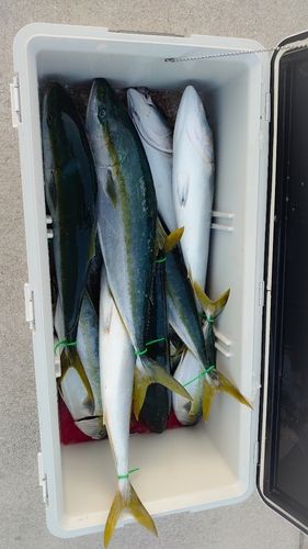 ガンドの釣果