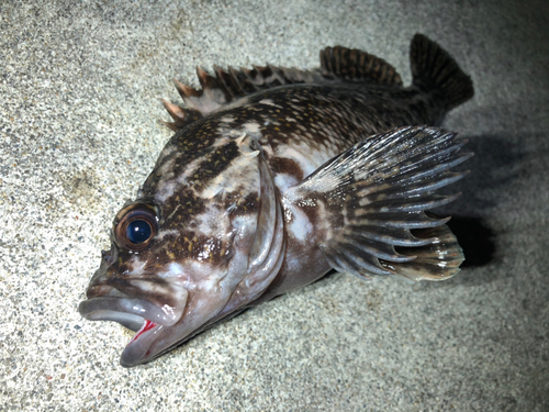 オウゴンムラソイの釣果