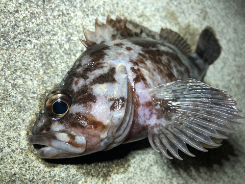 ムラソイの釣果