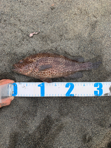 オオモンハタの釣果