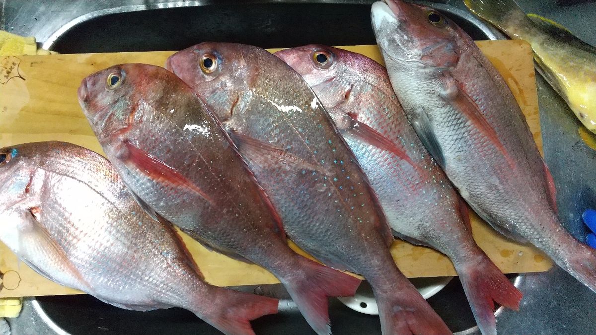 ヒカルナンデスさんの釣果 2枚目の画像