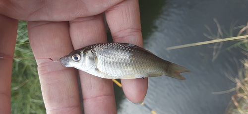 フナの釣果