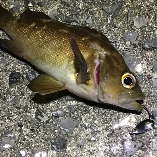 ガヤの釣果