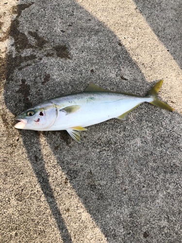 イナダの釣果