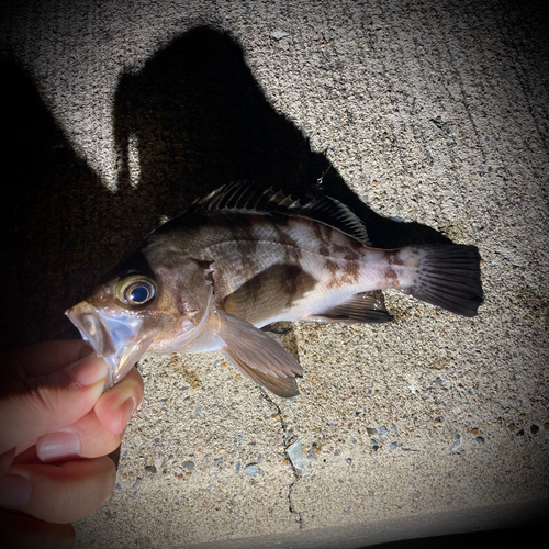 シロメバルの釣果