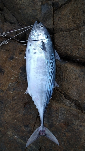 スマガツオの釣果