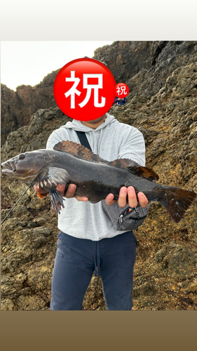 アイナメの釣果