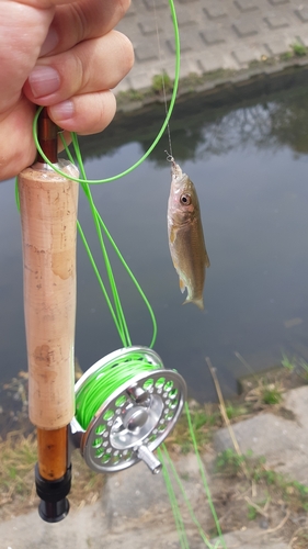 ウグイの釣果