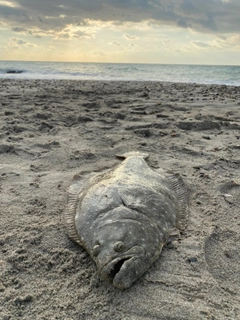 ヒラメの釣果