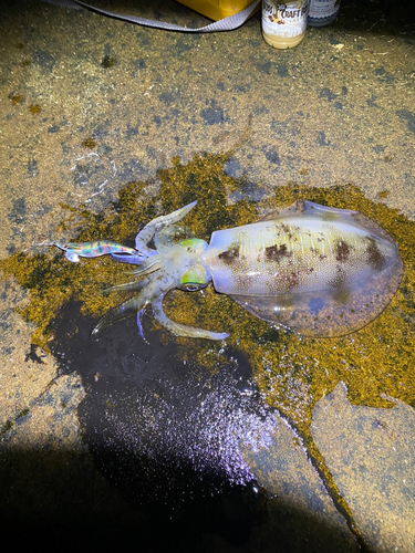 アオリイカの釣果