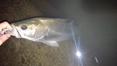 スズキの釣果